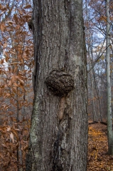 SpringwaterConservation, Nov. 15, 2014