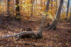 SpringwaterConservation, Nov. 06, 2016