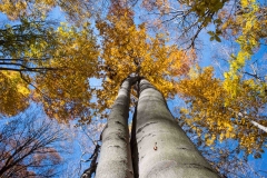 SpringwaterConservation, Nov. 06, 2016