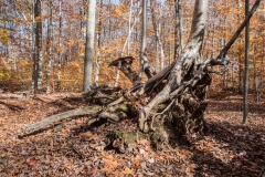 SpringwaterConservation, Nov. 06, 2016