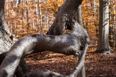 SpringwaterConservation, Nov. 06, 2016