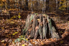 SpringwaterConservation, Nov. 06, 2016