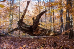 SpringwaterConservation, Nov. 06, 2016