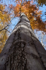 Springwater Conservation, near Alymer
