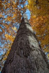 SpringwaterConservation, Nov. 06, 2016