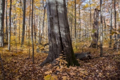 SpringwaterConservation, Nov. 06, 2016