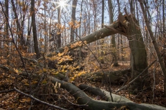 SpringwaterConservation, Nov. 15, 2014