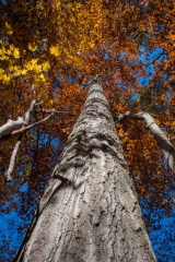 SpringwaterConservation, Nov. 06, 2016