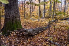 SpringwaterConservation, Nov. 06, 2016