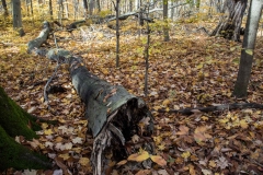 SpringwaterConservation, Nov. 06, 2016