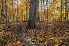 SpringwaterConservation, Nov. 06, 2016