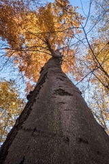 SpringwaterConservation, Nov. 06, 2016