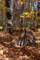 SpringwaterConservation, Nov. 06, 2016