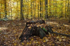 SpringwaterConservation, Nov. 06, 2016