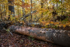 SpringwaterConservation, Nov. 06, 2016