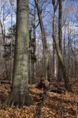 SpringwaterConservation, Nov. 15, 2014