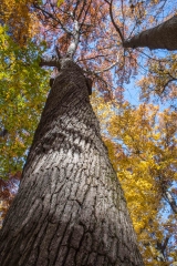 SpringwaterConservation, Nov. 06, 2016