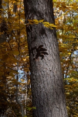 SpringwaterConservation, Nov. 06, 2016