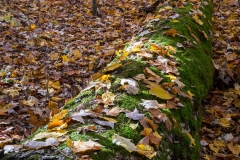 SpringwaterConservation, Nov. 06, 2016