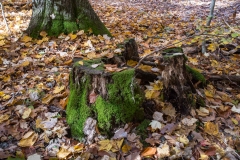 SpringwaterConservation, Nov. 06, 2016