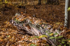 SpringwaterConservation, Nov. 06, 2016