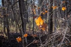 SpringwaterConservation, Nov. 06, 2016