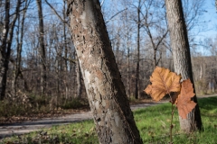 SpringwaterConservation, Nov. 06, 2016