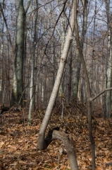 SpringwaterConservation, Nov. 15, 2014