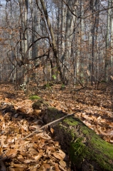 SpringwaterConservation, Nov. 15, 2014