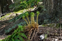 Walking Fern Trail