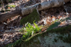 Walking Fern Trail