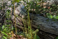 Walking Fern Trail