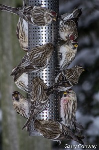 Bird Feeder Photos