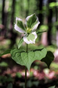 Trillium Photo