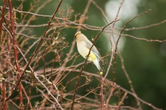 Cedar Waxwing