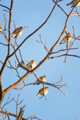 Cedar Waxwing