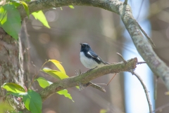 Black-throated Gray Warbler