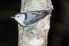 White-breasted Nuthatch
