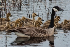 Canada Goose with Goslings