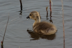 Canada Goose Gosling