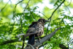 American Crow