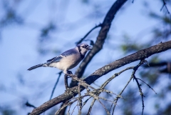 Blue Jay