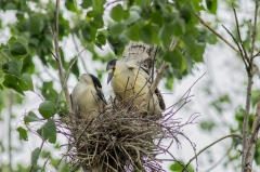 Black-crowned Night-heron