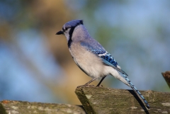 Blue Jay