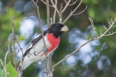 Rose-breasted Grosbeak (male)