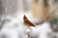 Northern Cardinal