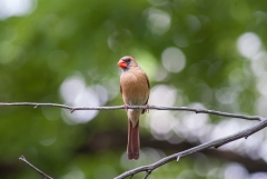 Northern Cardinal