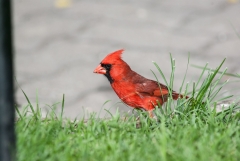 Northern Cardinal