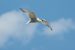 Common Tern