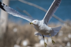 Ring Billed Gull